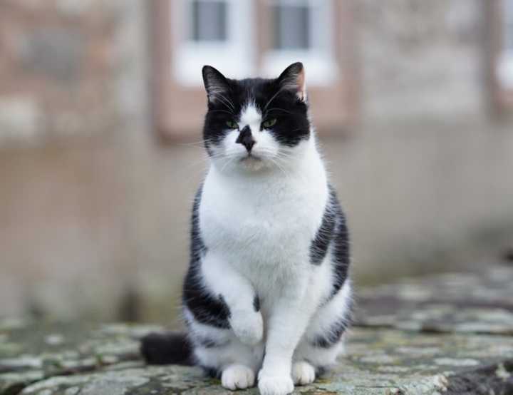 Black and white cat on a wall