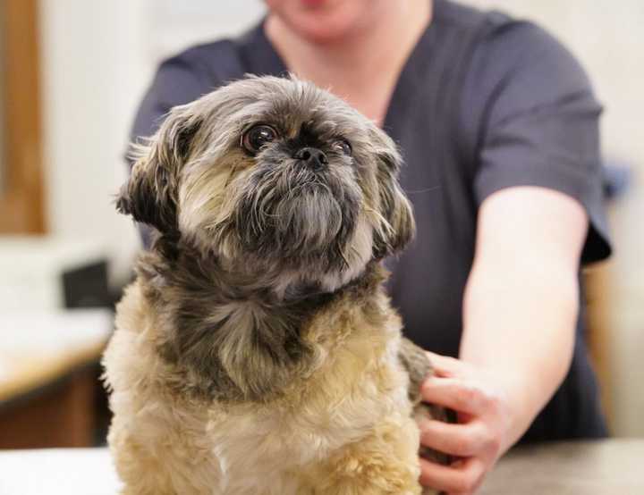 Small dog on reception desk