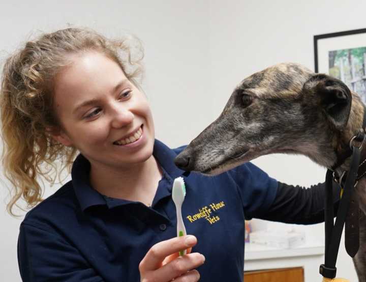 Vet with a toothbrush and a dog